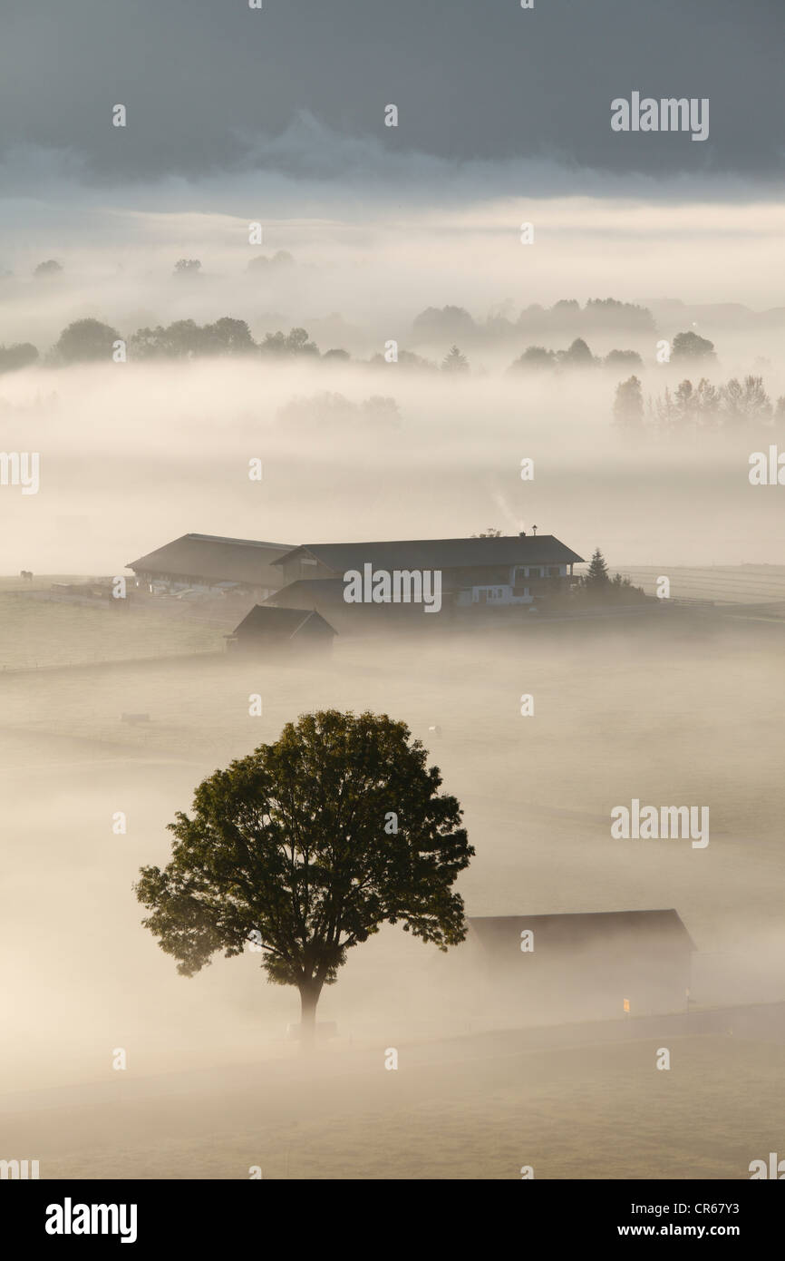 In Germania, in Baviera, Loisach Moor, vista di albero nella nebbia Foto Stock