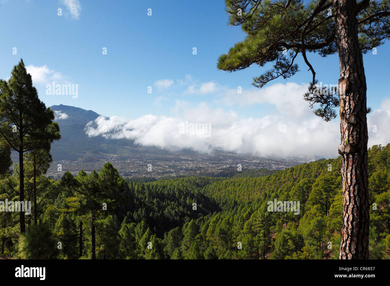 Spagna Isole Canarie La Plama, vista pineta Foto Stock