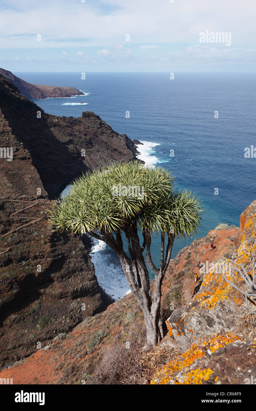 La Spagna, La Palma, la vista delle isole Canarie Dragon Tree Foto Stock