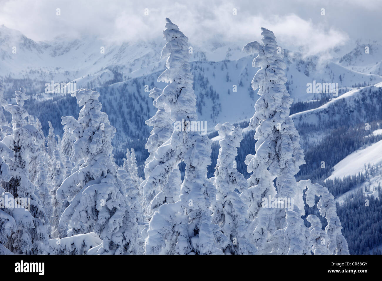 L'Austria, la Stiria, la vista della coperta di neve abeti sulla montagna Gasselhohe Foto Stock