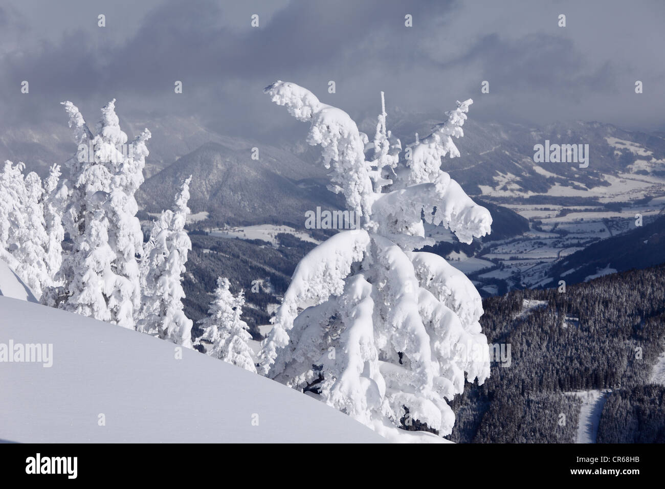 L'Austria, la Stiria, la vista della coperta di neve abeti sulla montagna Gasslhohe Foto Stock