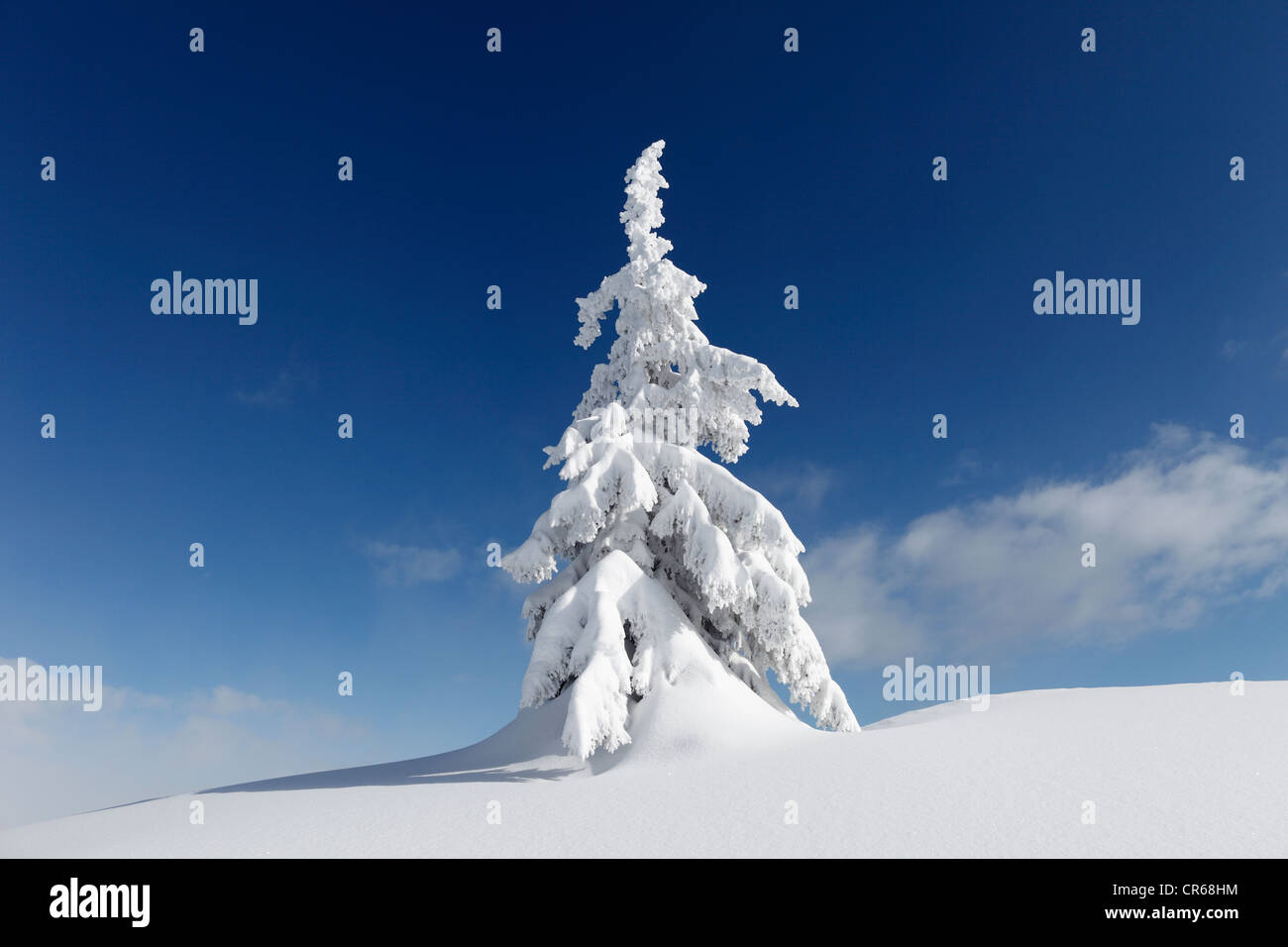 L'Austria, la Stiria, la vista della coperta di neve abeti sulla montagna Gasslhohe Foto Stock