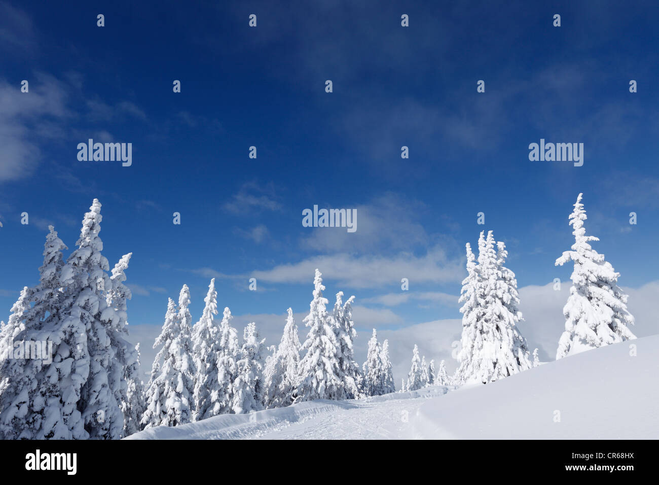 Austria, Salisburgo, vista della coperta di neve abeti sulla montagna Gasslhohe Foto Stock