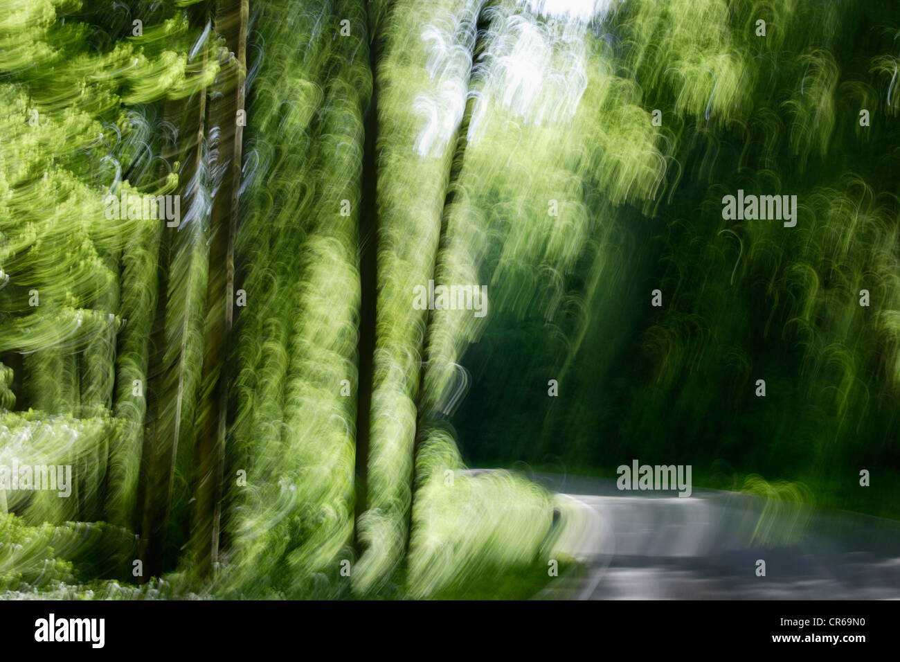 In Germania, in Baviera, strada attraverso la foresta, movimento sfocato Foto Stock