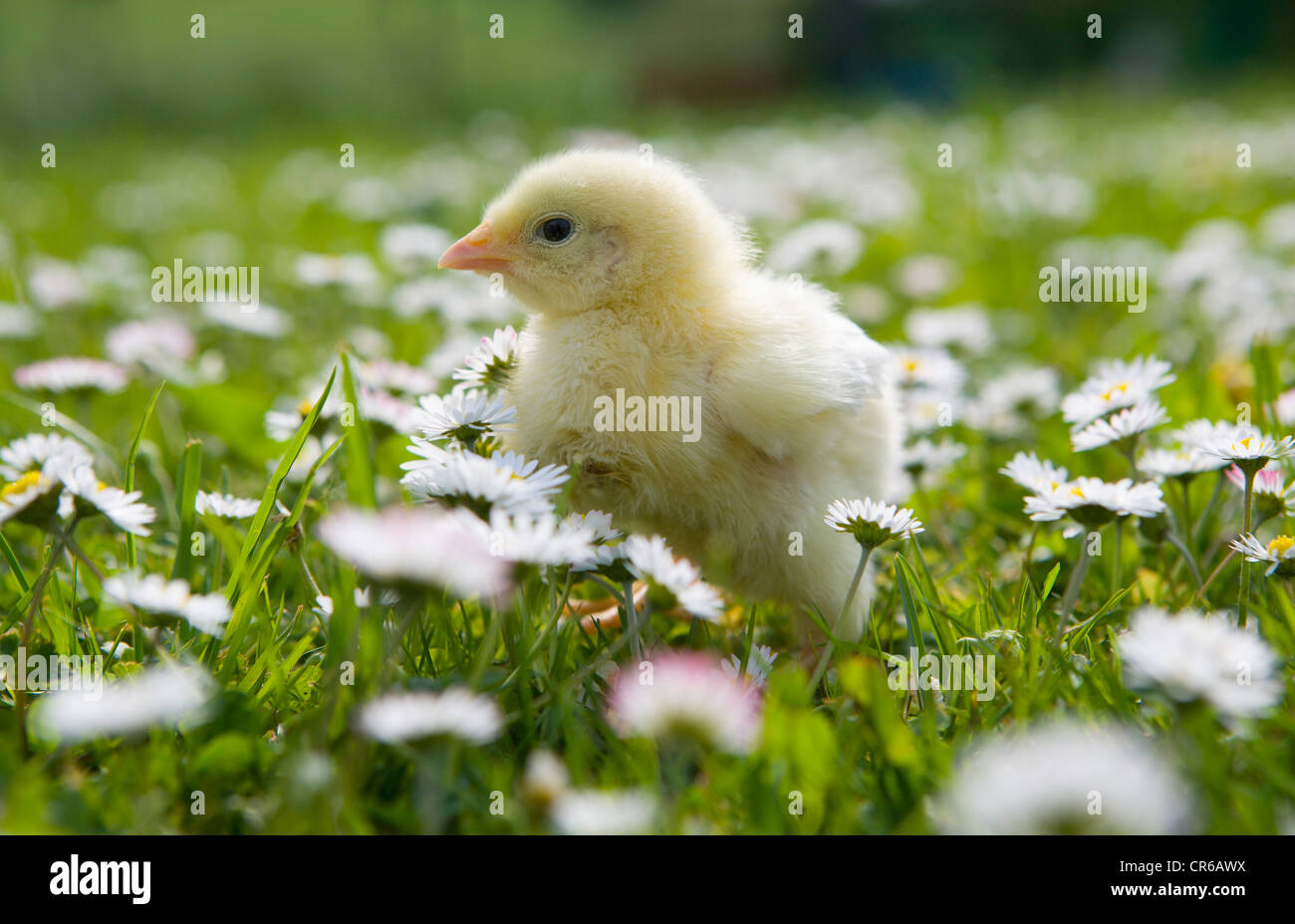 Austria, Baby Chicken in Prato, vicino fino Foto Stock