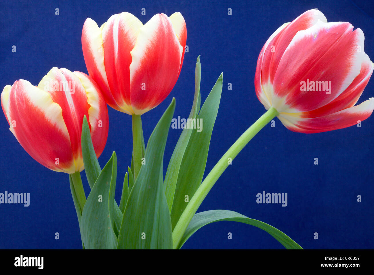 Tre tulipani rossi Foto Stock