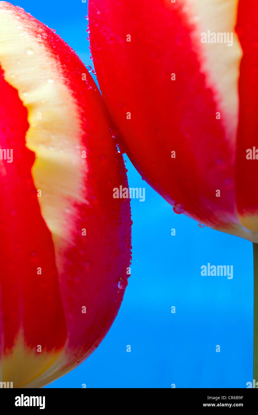 In prossimità dei due tulipani rossi Foto Stock