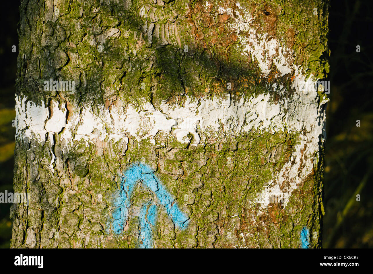 Germania, dipinto di segno di freccia sul tronco di albero, close up Foto Stock