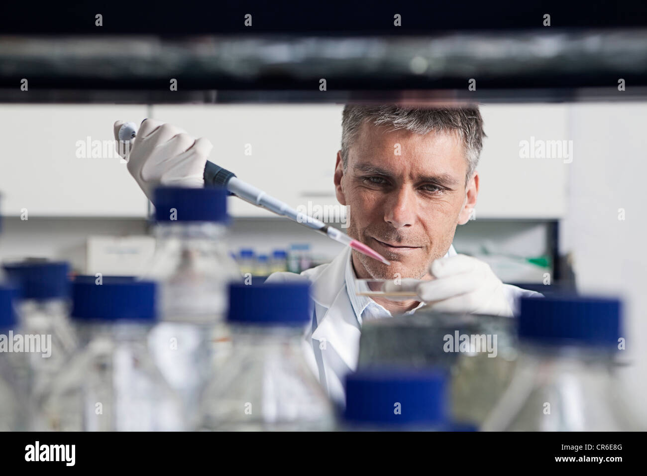 In Germania, in Baviera, Monaco di Baviera, scienziato versando il liquido con una pipetta in piastre petri per la ricerca medica in laboratorio Foto Stock