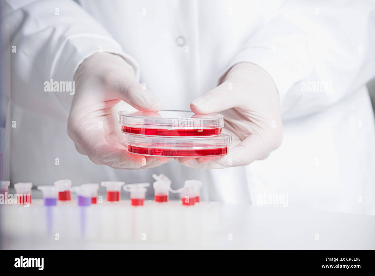 In Germania, in Baviera, Monaco di Baviera, scienziato di contenimento di liquido rosso in piastre petri per la ricerca medica in laboratorio Foto Stock