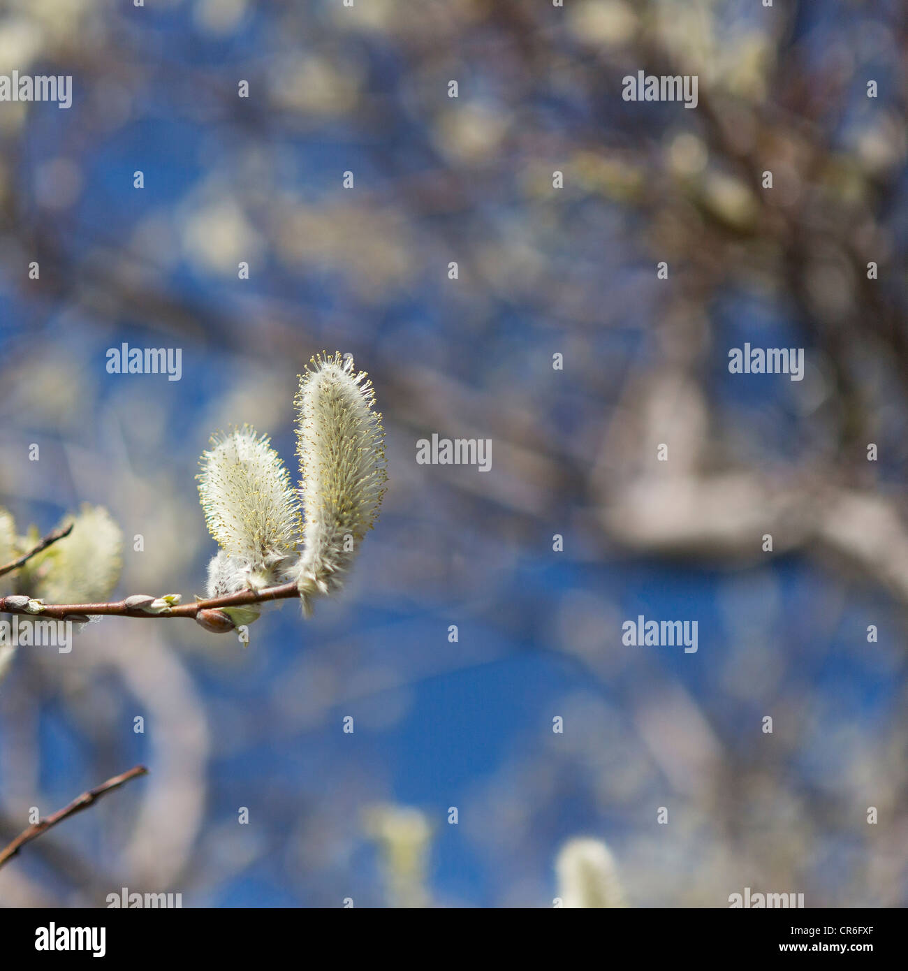 Wooly Willow (Salix lanata) germogliare in primavera in Islanda Foto Stock