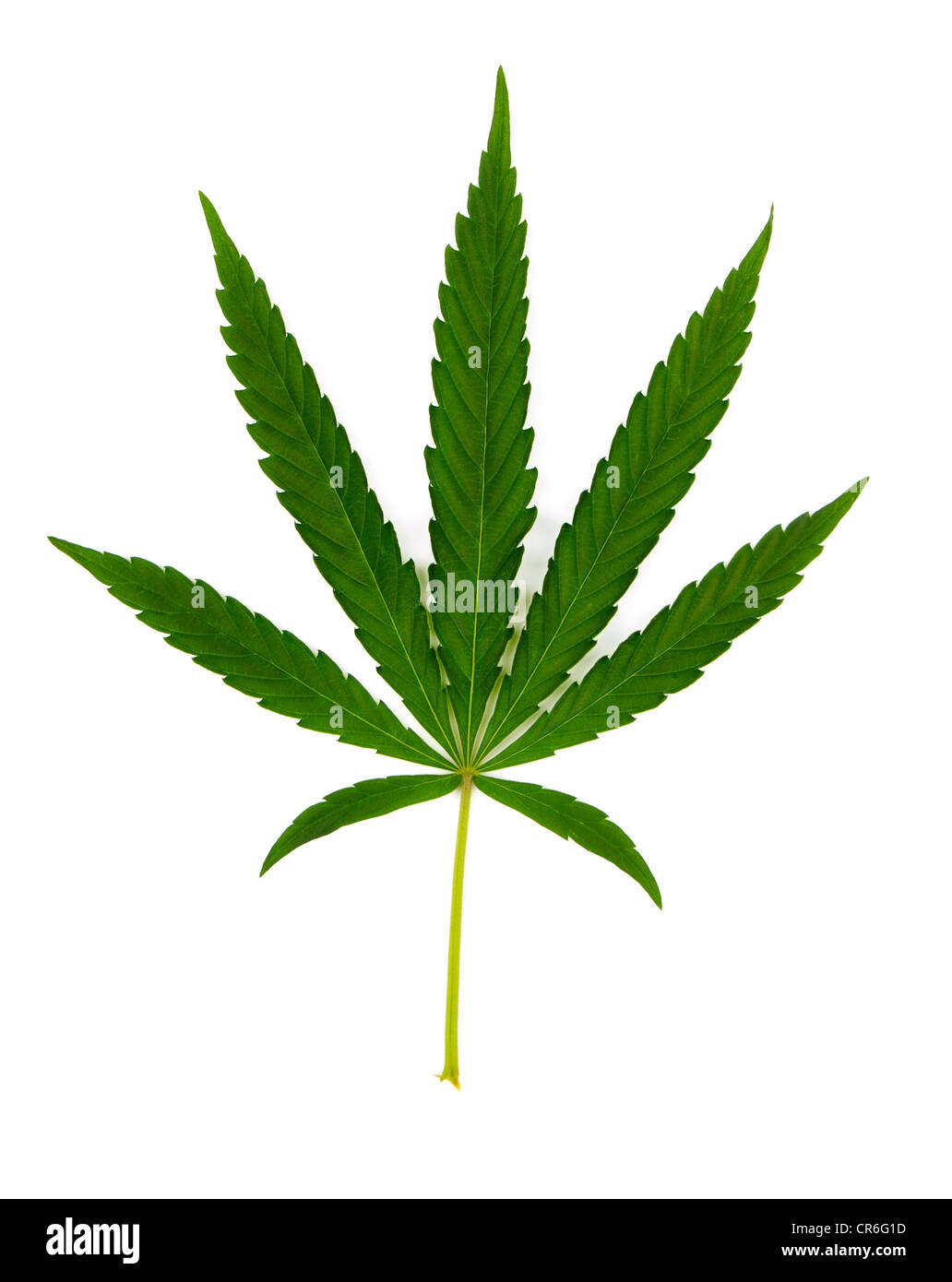 Foglia verde di canapa (cannabis) isolato su bianco Foto Stock