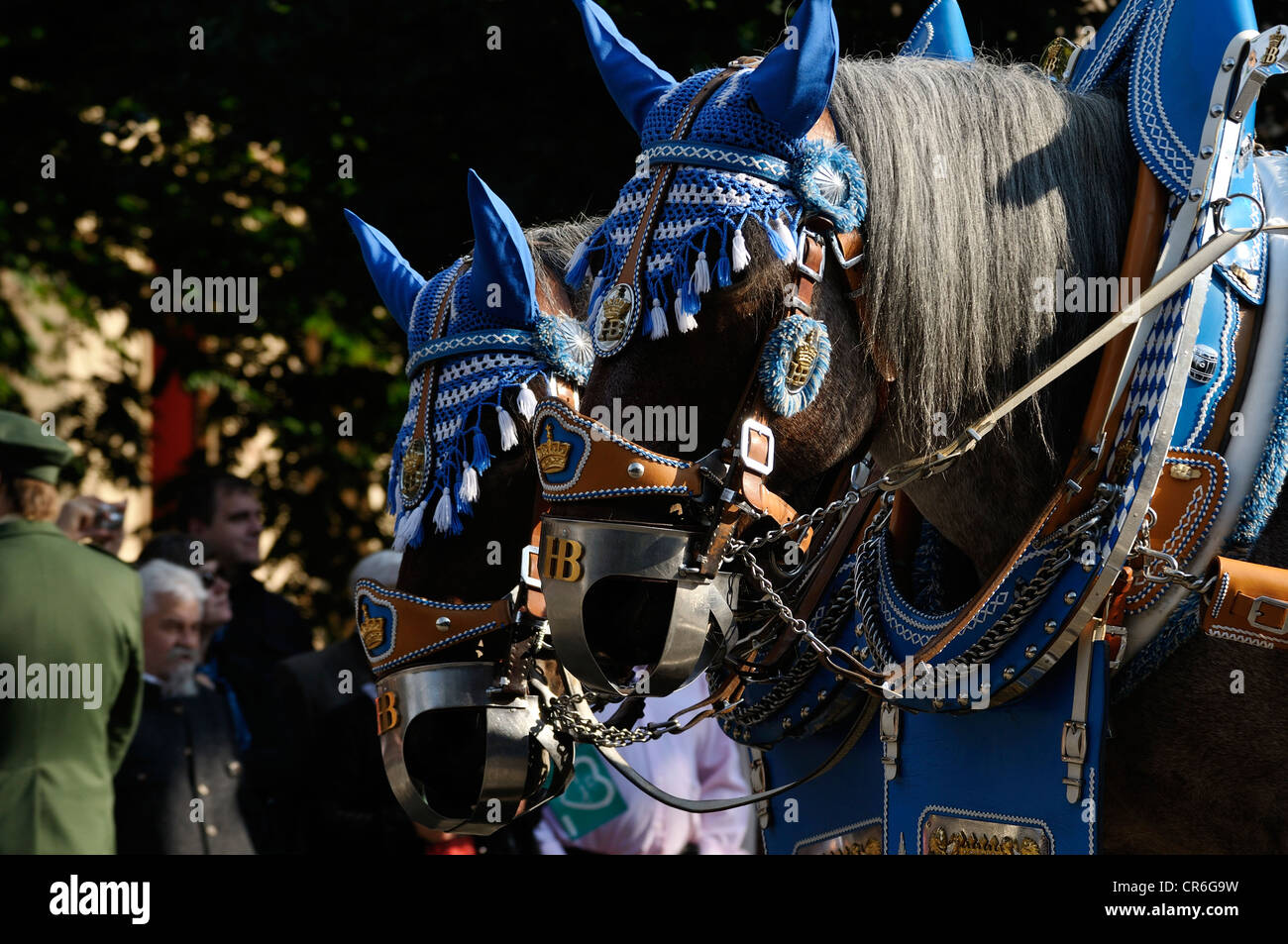 Monaco di Baviera birreria Hofbrau horse team, Schuetzen- und Trachtenzug, Costume e fucilieri's Parade, per l'apertura di Oktoberfest Foto Stock