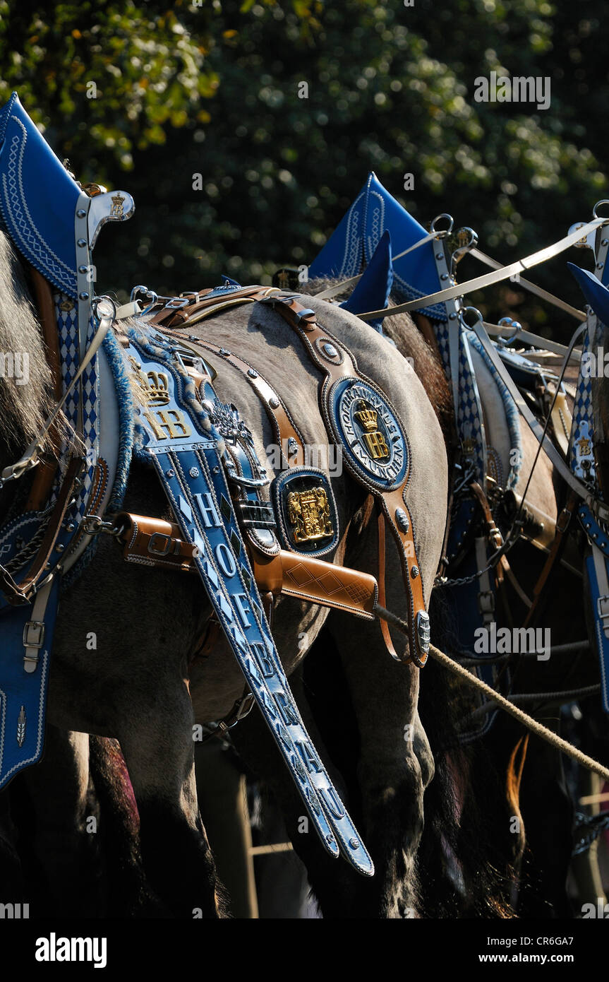 Monaco di Baviera birreria Hofbrau horse team, Schuetzen- und Trachtenzug, Costume e fucilieri's Parade, per l'apertura di Oktoberfest Foto Stock