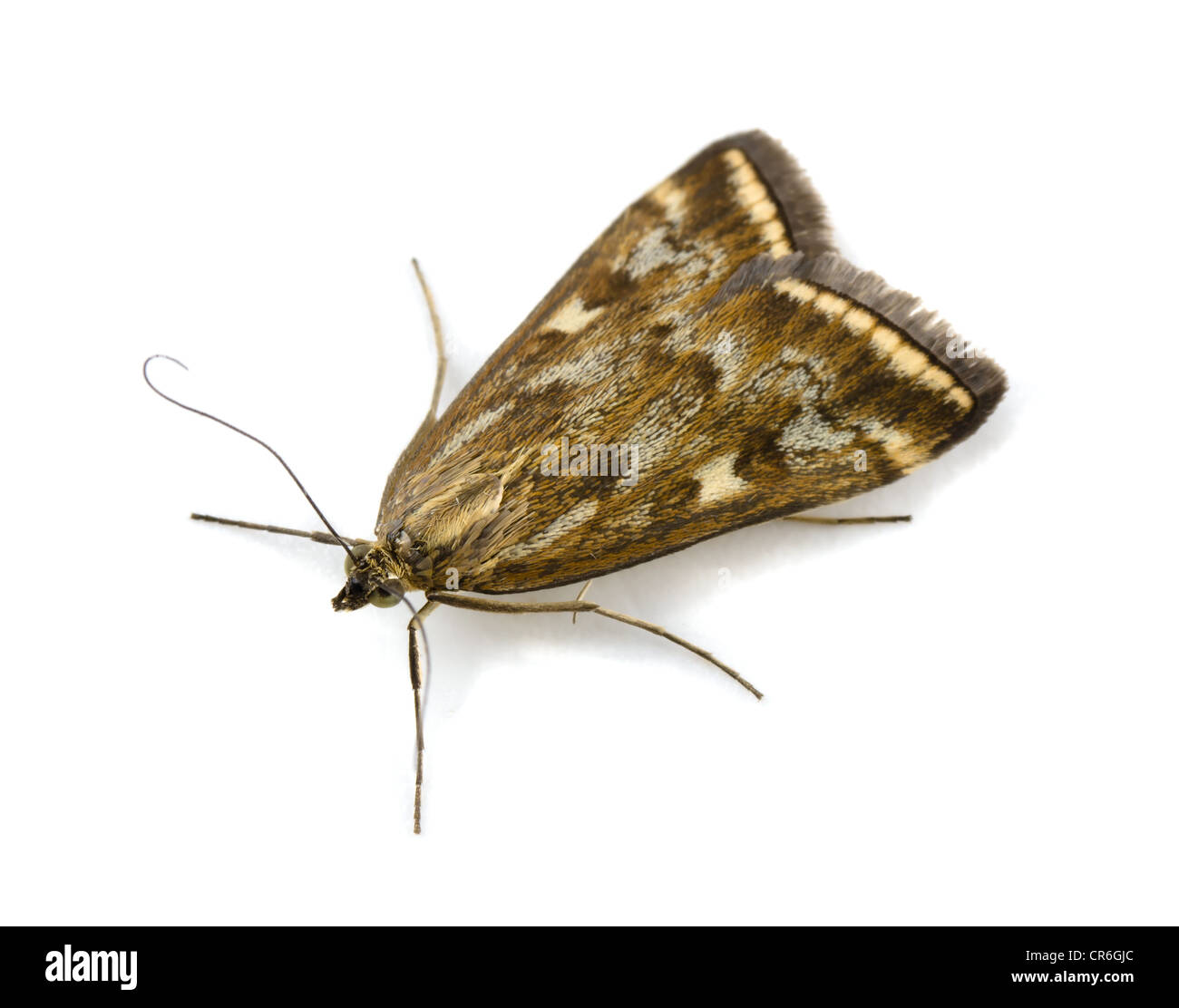 Barbabietole Webworm Moth (Loxostege sticticalis) isolato su bianco Foto Stock