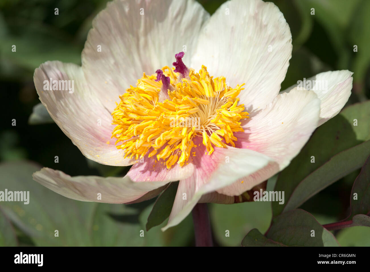 Caucasian Peonia, Svavelpion (Paeonia daurica subsp. mlokosewitschii) Foto Stock