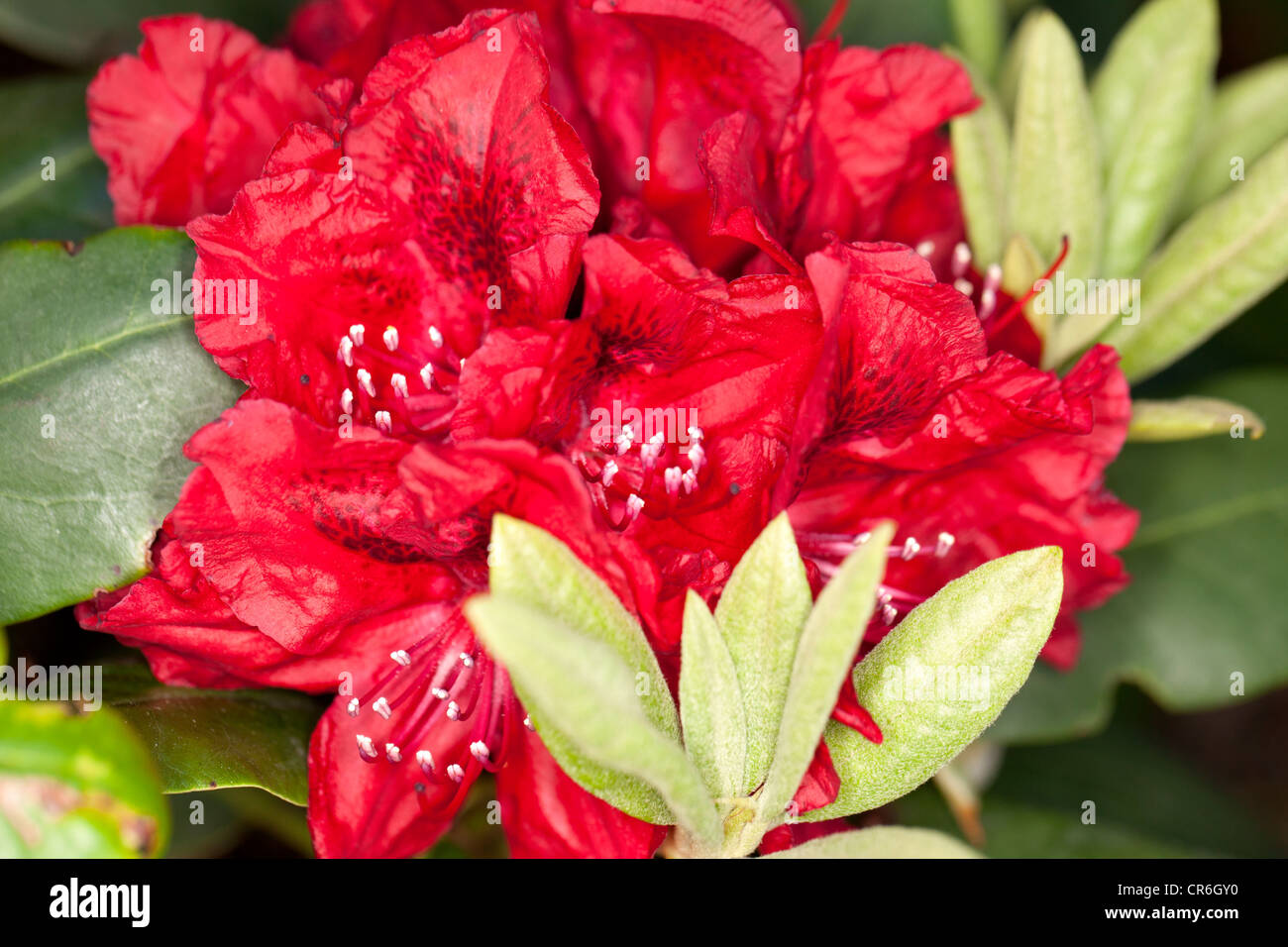 "Erato' rododendro, Parkrhododendron (Rhododendron catawbiense) Foto Stock