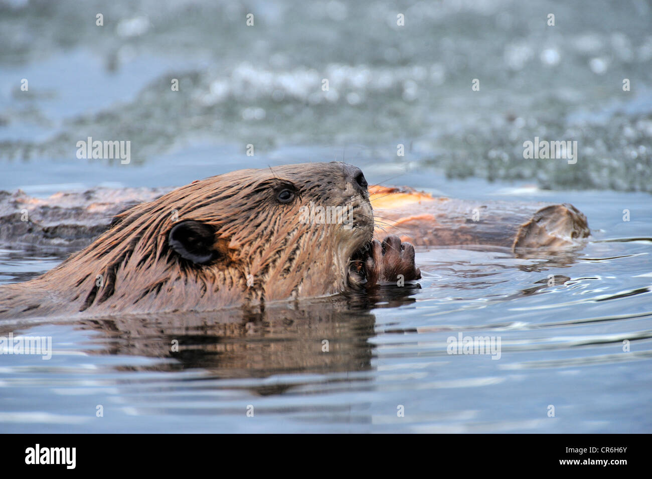 Un wild beaver galleggiante in acqua di alimentazione sulla corteccia di albero. Foto Stock