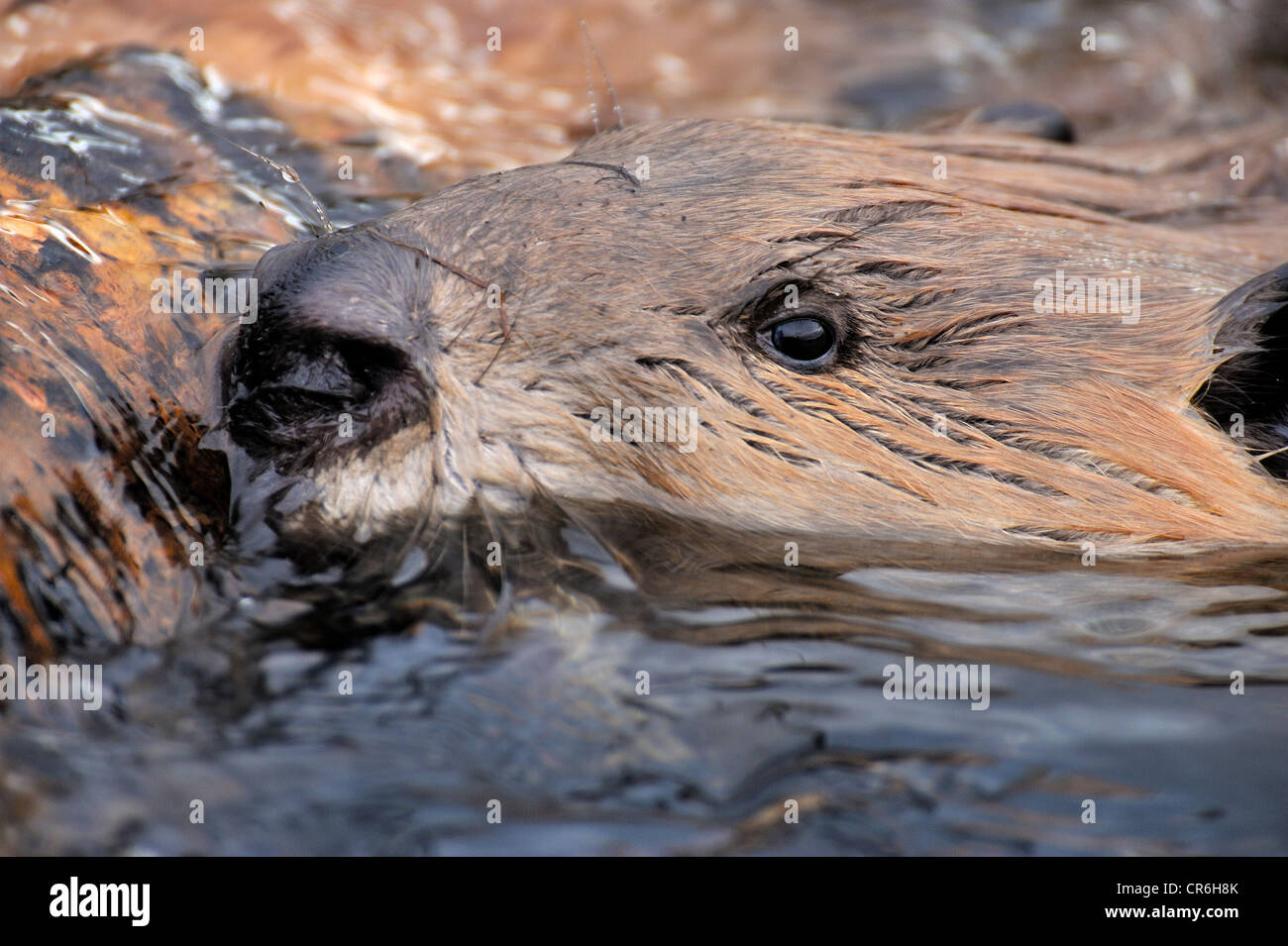 Un vicino l immagine di un wild beaver la faccia come egli spinge un registro ad albero attraverso l acqua del suo stagno. Foto Stock