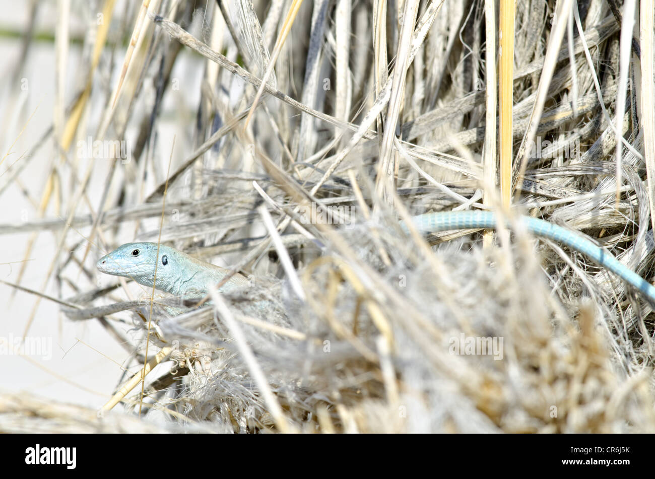 Little White Whiptail, (Aspidoscelis gypsi), White Sands National Monument, Otero county, Nuovo Messico, Stati Uniti d'America. Foto Stock