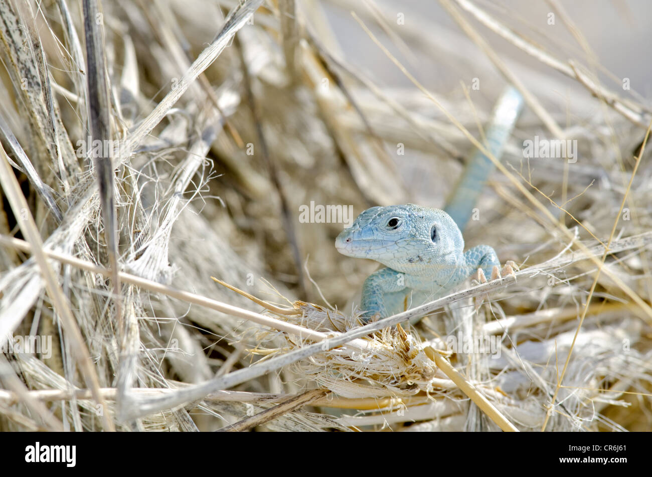 Little White Whiptail, (Aspidoscelis gypsi), White Sands National Monument, Otero county, Nuovo Messico, Stati Uniti d'America. Foto Stock