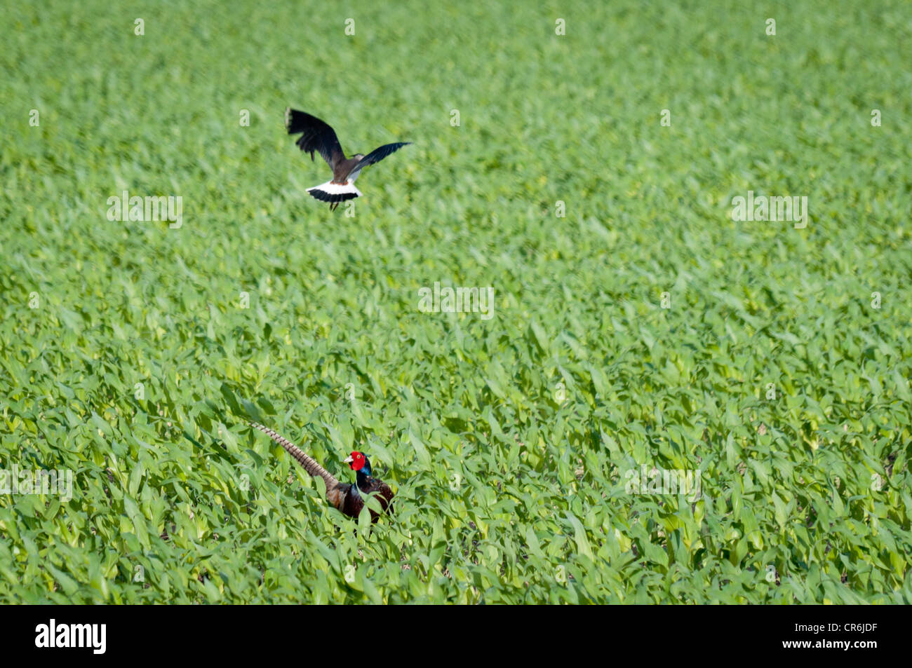 Pavoncella (Vanellus vanellus) è proteggere il suo pulcino da un comune Fagiano (Phasianus colchicus). Foto Stock