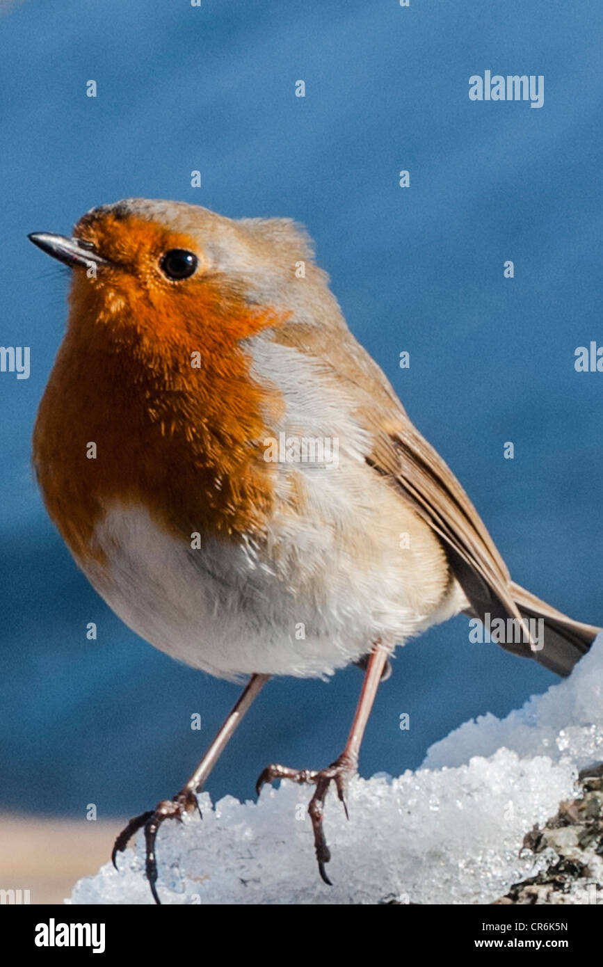 Robin (Erithacus rubecula) Glen Etive Highland Scozia nella neve Foto Stock