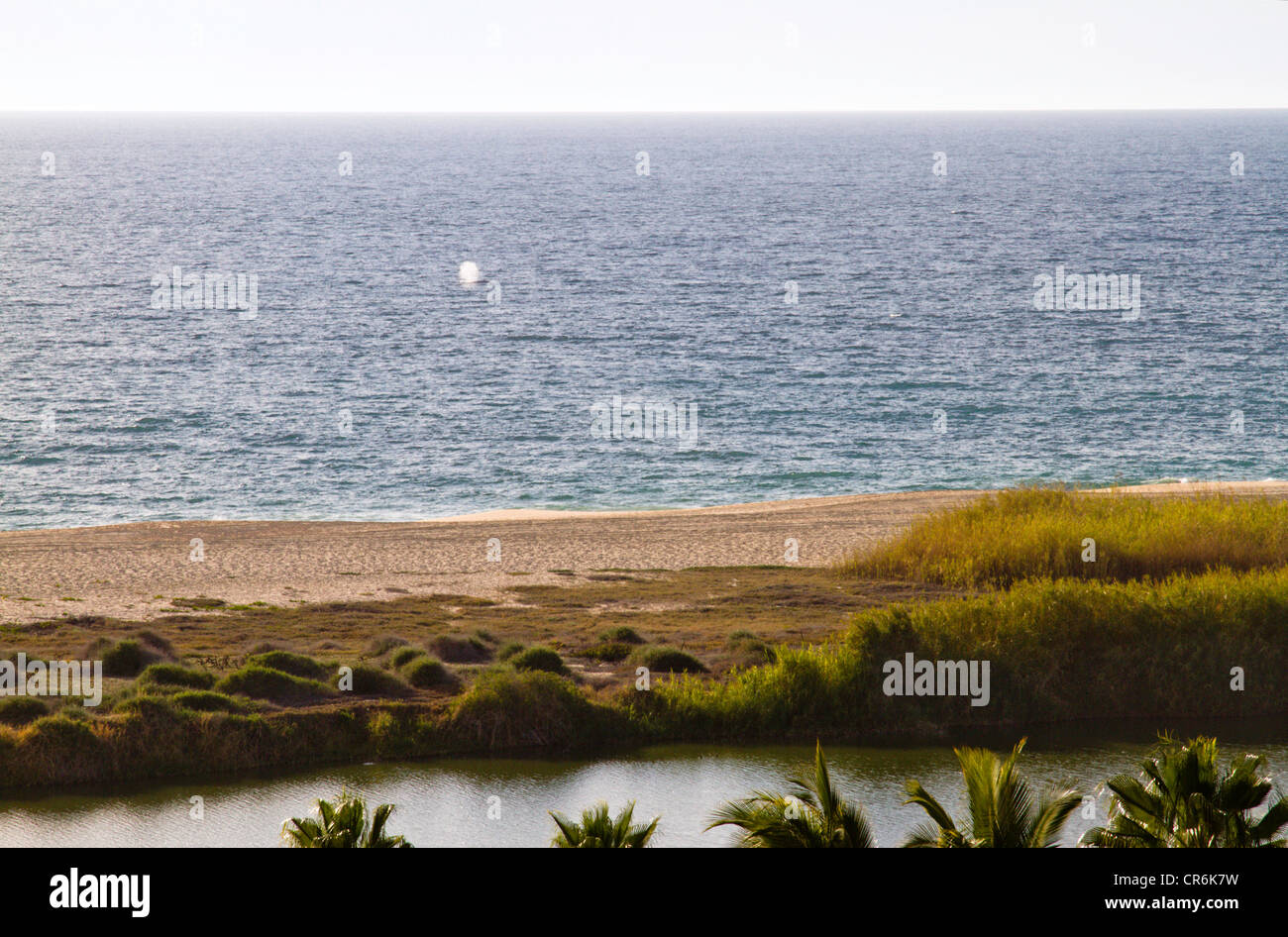 Il tubo di lancio di balena fuori costa di Baja Messico vicino 'Todos Santos' Foto Stock