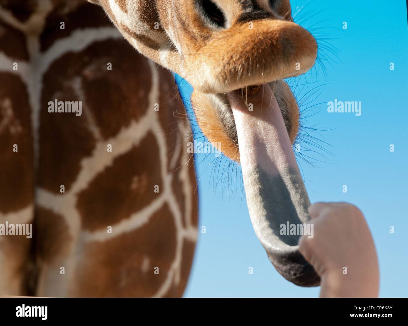 Primo piano di una giraffa di labbra e grande lingua viola di raggiungere per un boccone di cibo Foto Stock