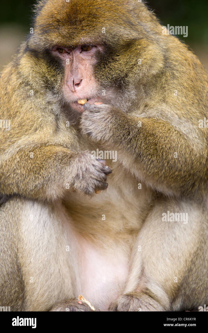 Barbary macaque (Macaca sylvanus) mangiare, Azrou, Marocco Foto Stock