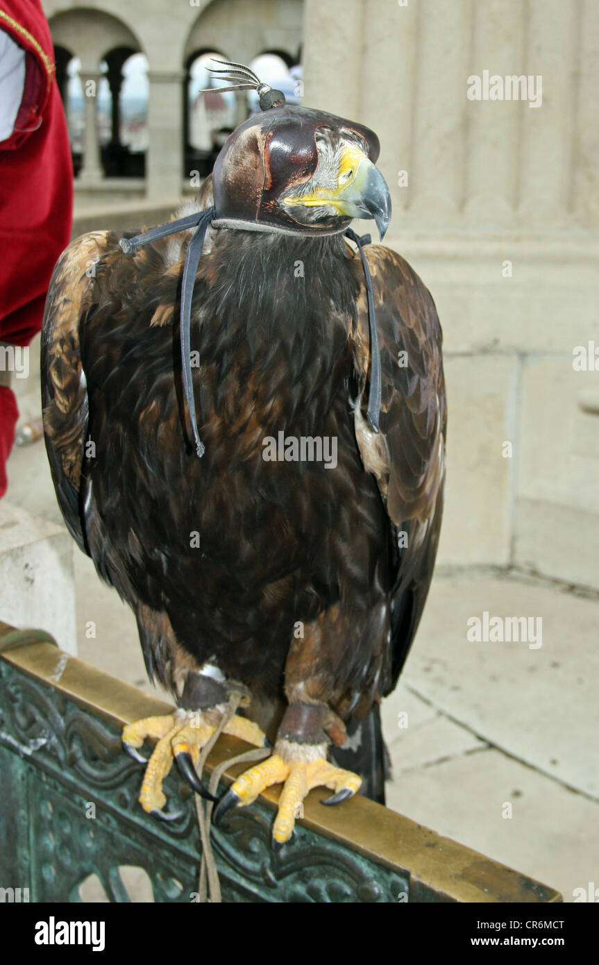 Aquila reale (Aquila chrysaetos) indossando un cappello in cuoio a  Budapest, Ungheria Foto stock - Alamy