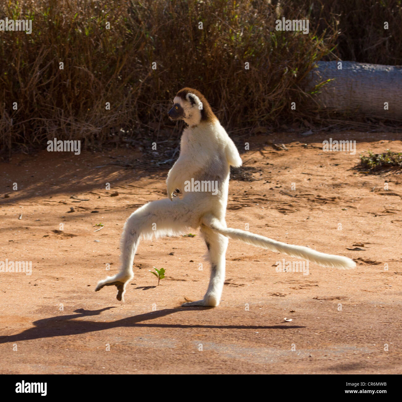 La Verreaux sifaka saltando su terra, Berenty Riserva, Madagascar Foto Stock