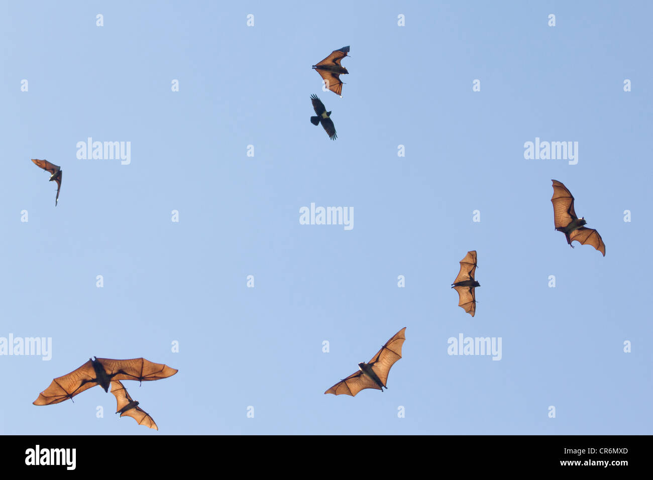 Madagascan flying fox, Madagascar flying fox, o frutta Madagascar bat (Pteropus rufus), una specie di megabat Foto Stock