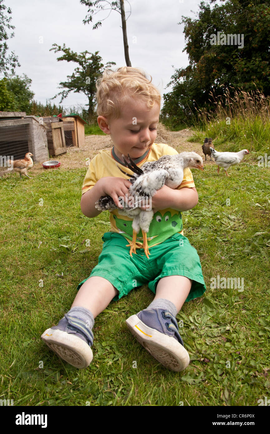 Ragazzo di due anni, che tiene un pollo animale domestico, Hampshire, Inghilterra, Regno Unito. Foto Stock