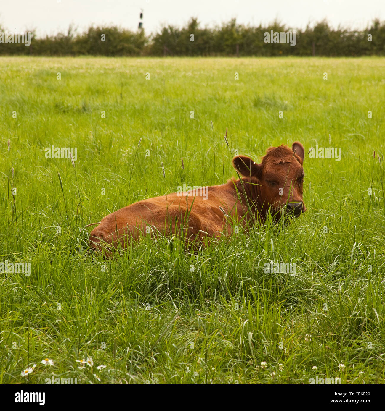 Giovane vacca o vitello in campo. Devon, Inghilterra, Regno Unito. Foto Stock