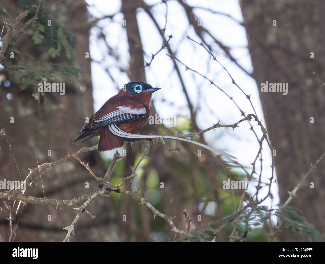 Maschio Paradise Flycatcher, Berenty Riserva, Madagascar Foto Stock