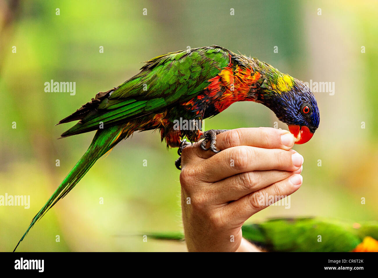 Alimentazione Lorikeet al Ardastra Gardens e lo Zoo a Nassau, Bahamas. Foto Stock