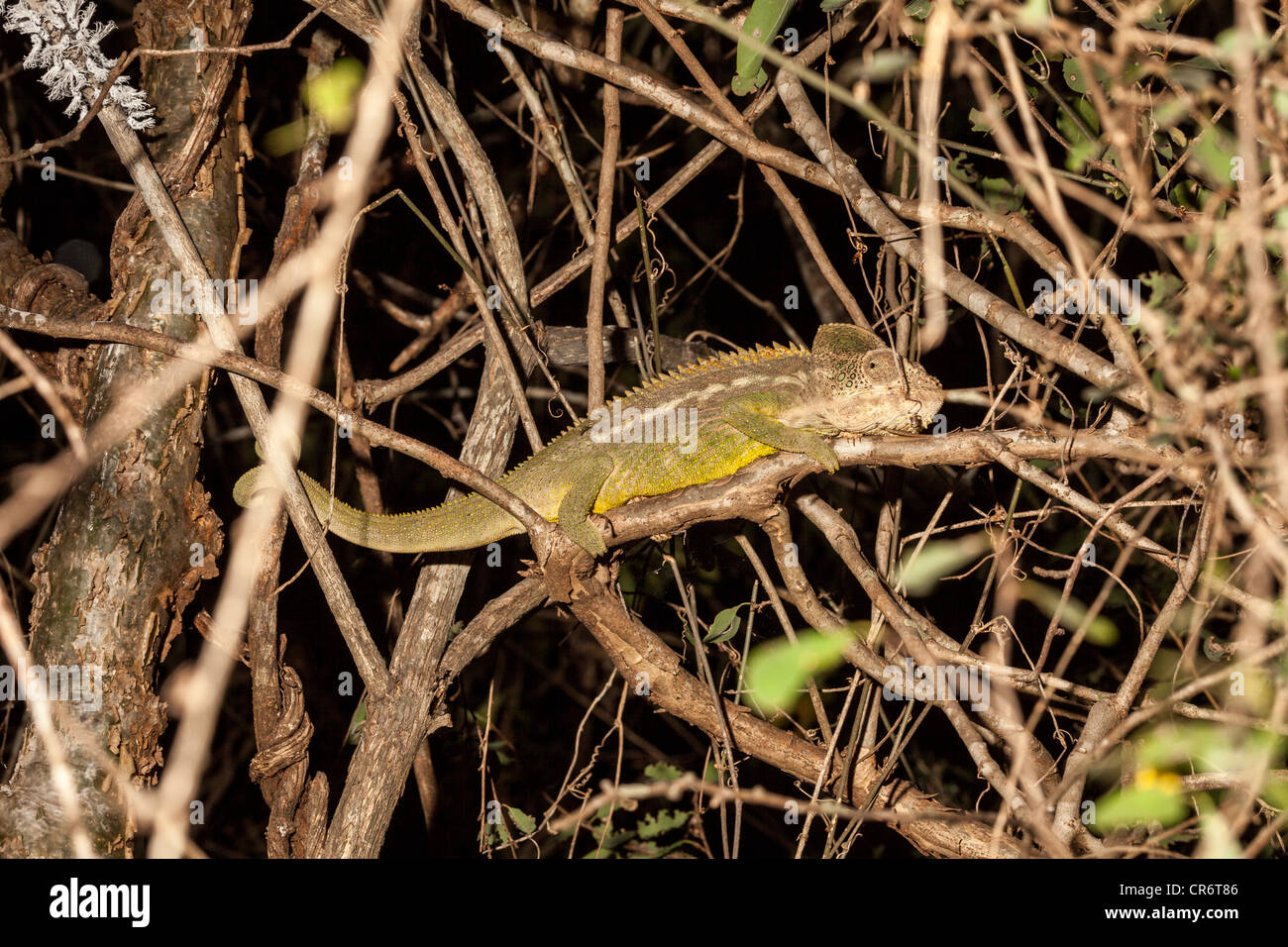 Panther Chameleon (Furcifer pardalis), Berenty, Madagascar Foto Stock