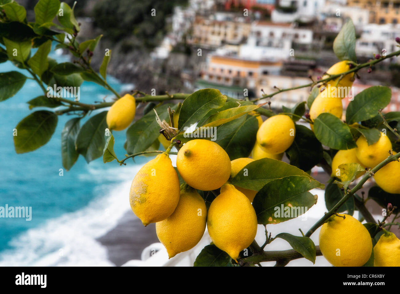 Vista ravvicinata di un albero di limone con frutta, Positano, Costiera Amalfitana, Campania, Italia Foto Stock