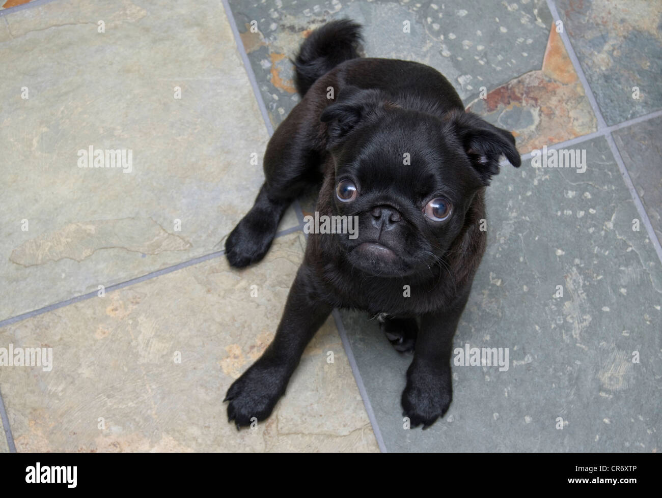 A 5 mesi di età cinese nero pug cucciolo rilassante sulla piastrella di ardesia. Foto Stock