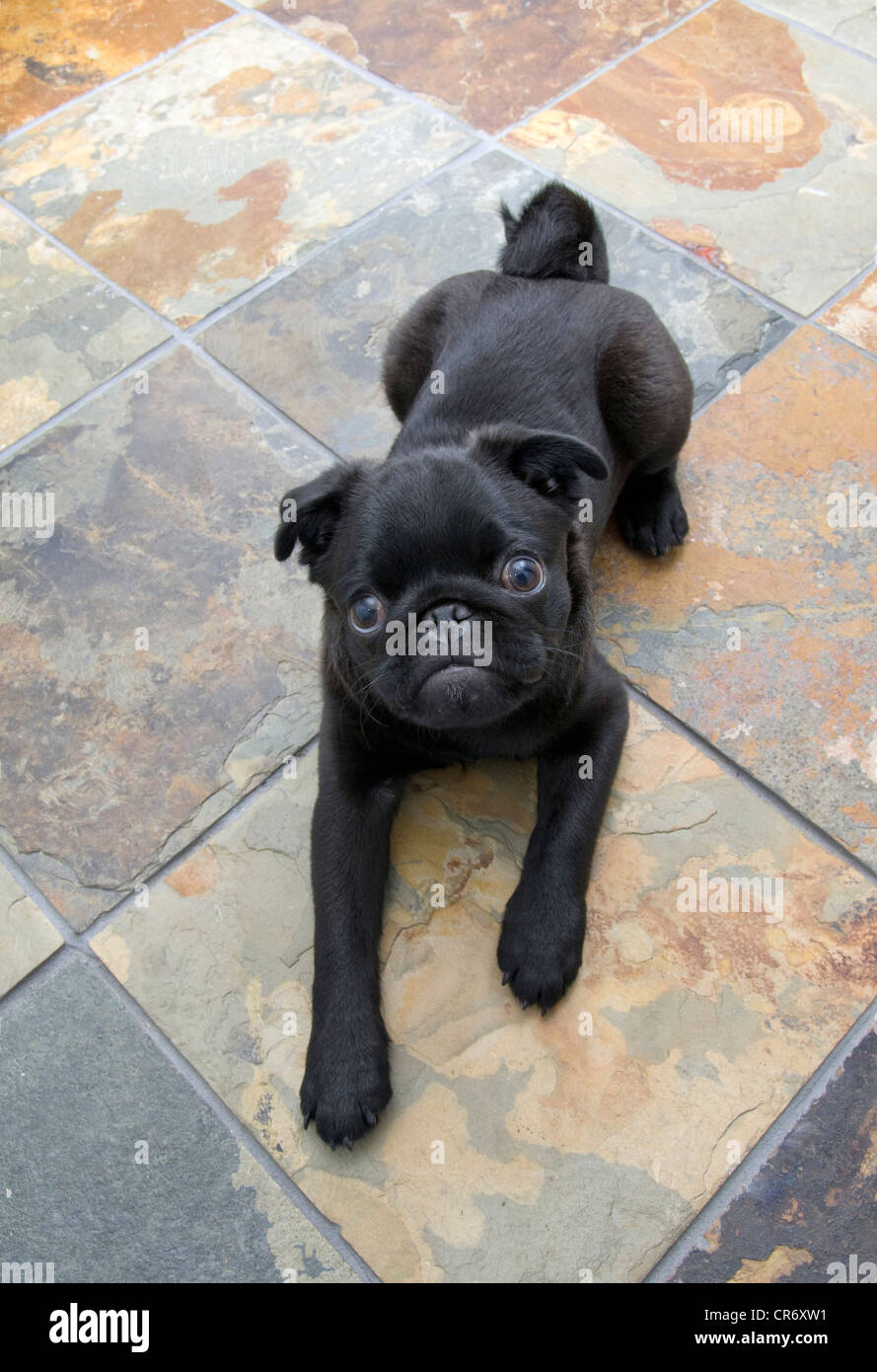 A 5 mesi di età cinese nero pug cucciolo rilassante sulla piastrella di ardesia. Foto Stock
