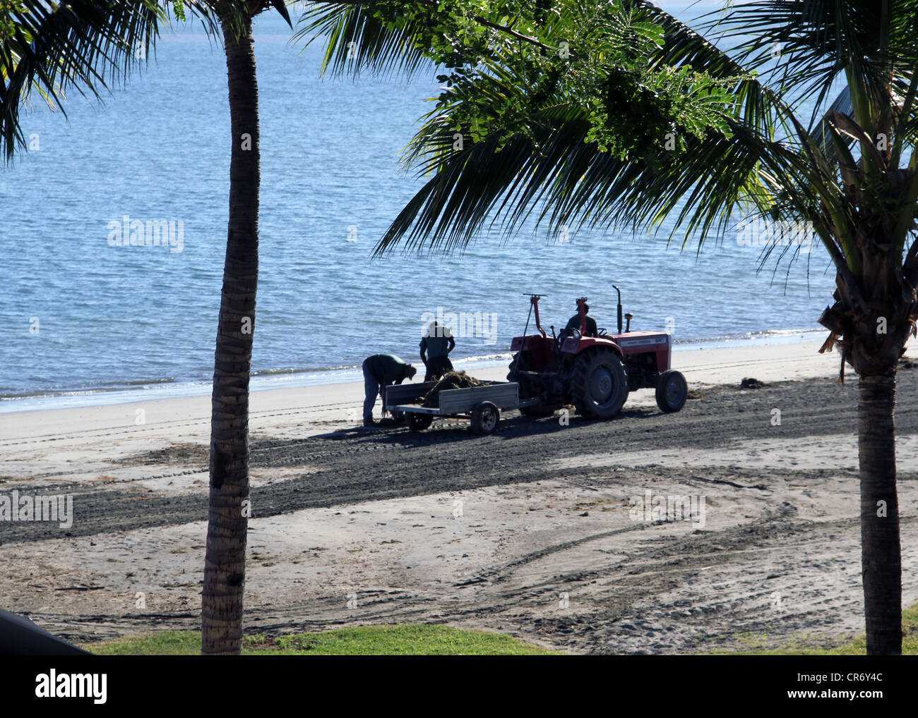 Lavoratori utilizza un trattore e rimorchio per rimuovere le alghe e debri dal beach resort sull'isola di Viti Levu, Figi, South Pacific. Foto Stock