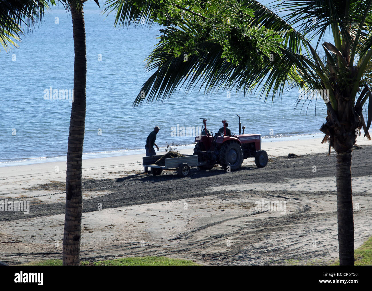 Lavoratori su pulizia spiaggia lontano di alghe e debri a Denaru sull'isola di Viti Levu, Figi, South Pacific. Foto Stock