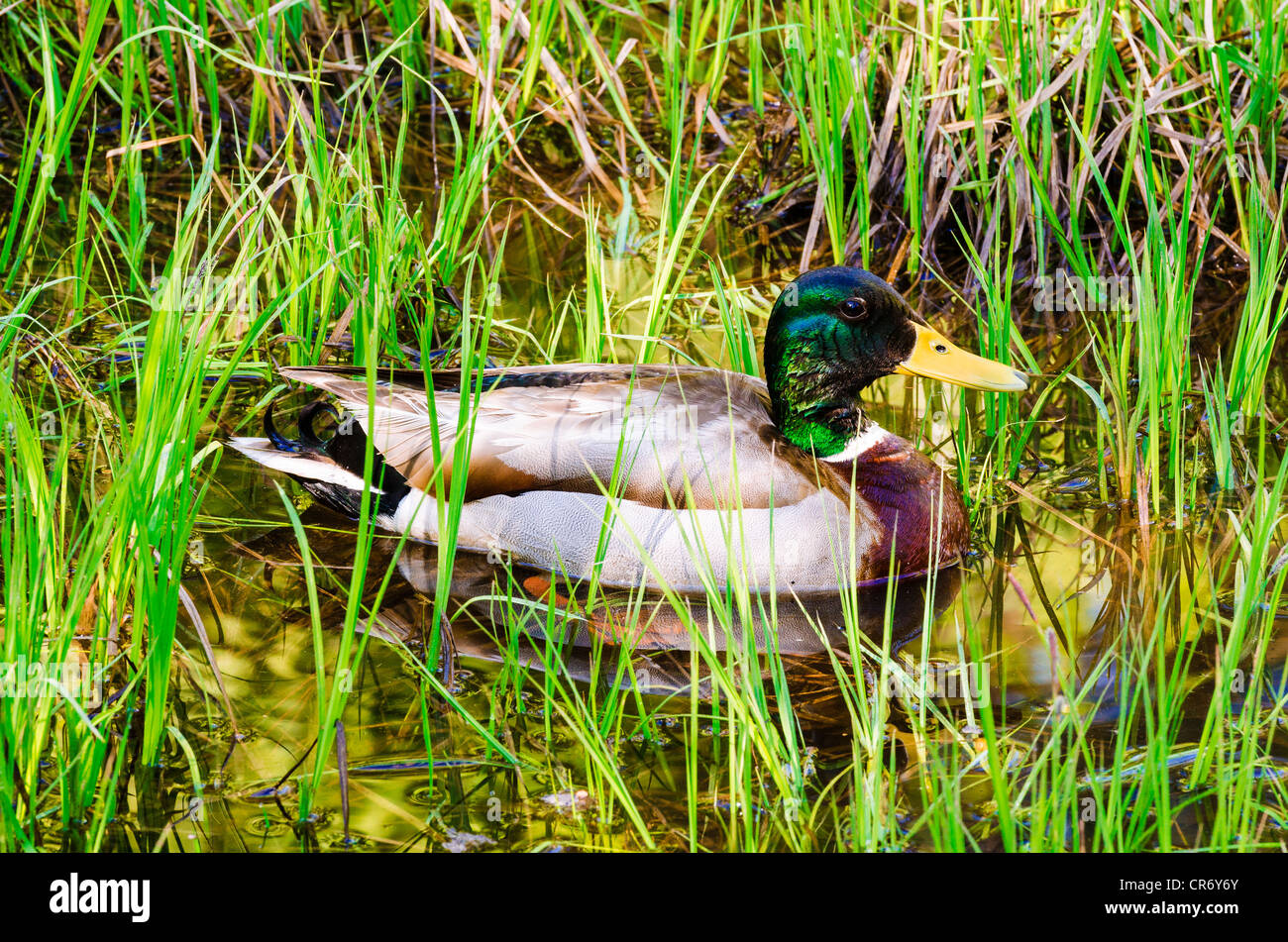 Mallard duck, Yosemite Valley, Yosemite National Park, California USA Foto Stock