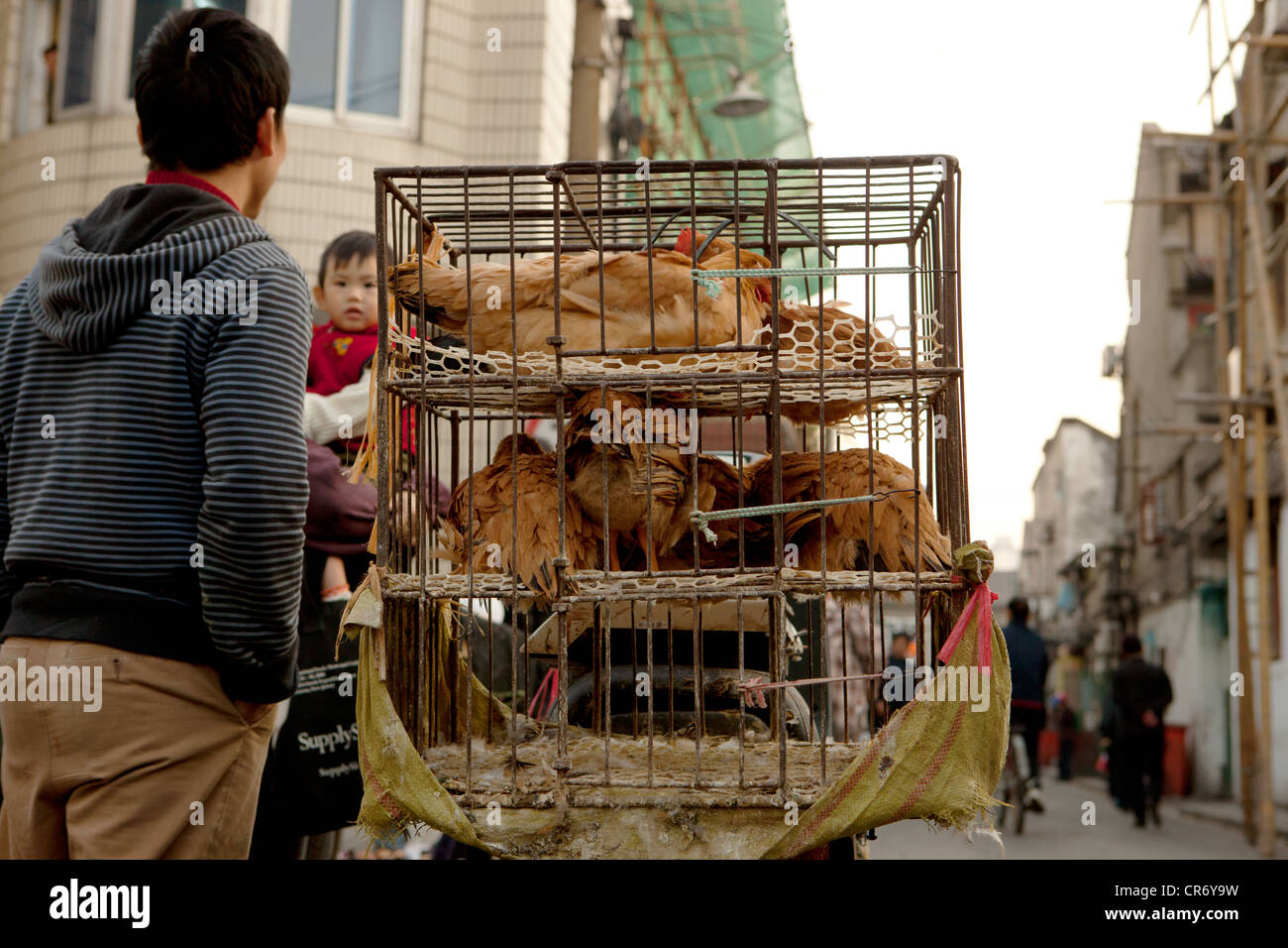 I polli vivi in gabbia e vendere al mercato di strada in Cina Shanghai. Foto Stock