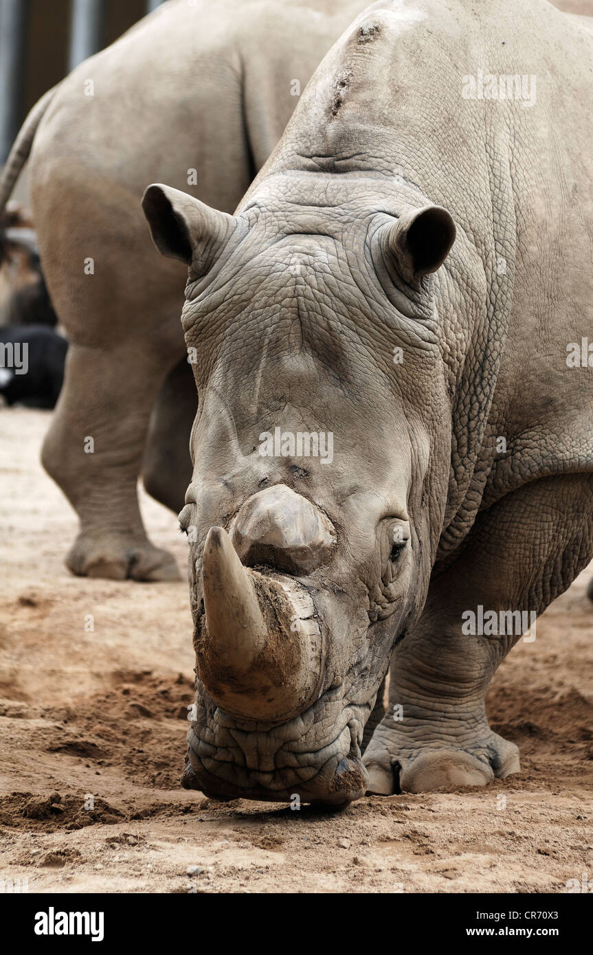 Rinoceronte bianco o piazza a labbro rinoceronte (Ceratotherium simum), lo Zoo di Schwerin, Schwerin, Meclemburgo-Pomerania Occidentale Foto Stock