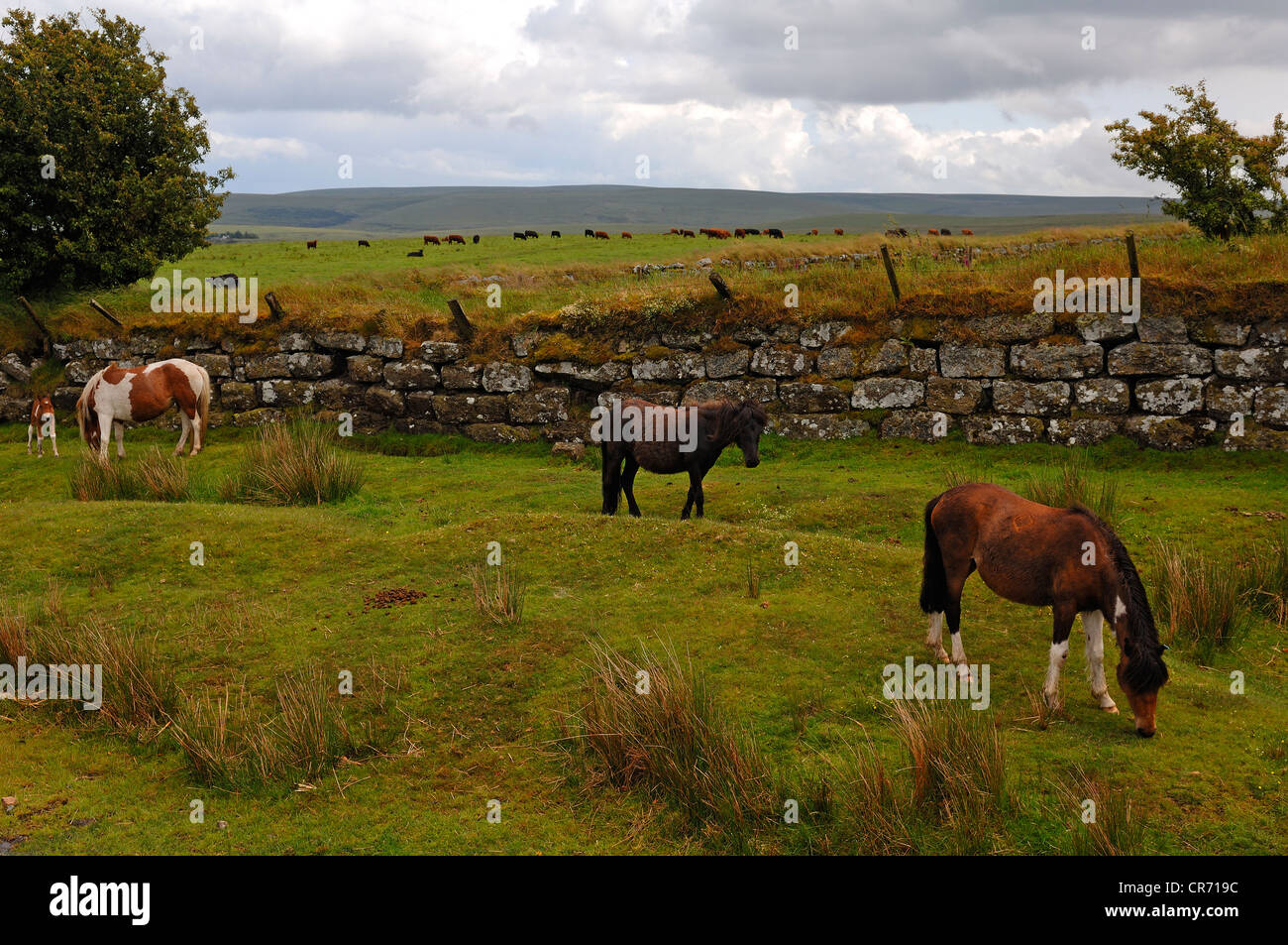 Free-roaming Dartmoor Pony in Dartmoor, bestiame al pascolo sul retro, Devon, Inghilterra, Regno Unito, Europa Foto Stock