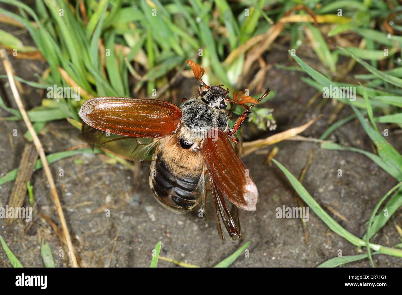 Cockchafer beetle, Maybug, Melolontha melolontha, Furzebrook heath Dorset, giugno, Foto Stock
