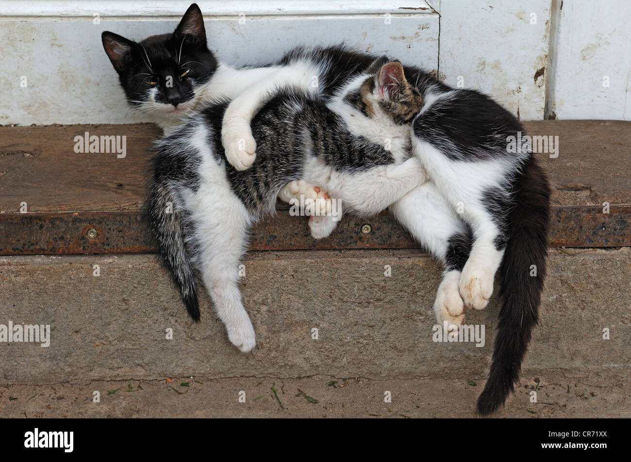 Cat allattamento gattino, Othenstorf, Meclemburgo-Pomerania Occidentale, Germania, Europa Foto Stock