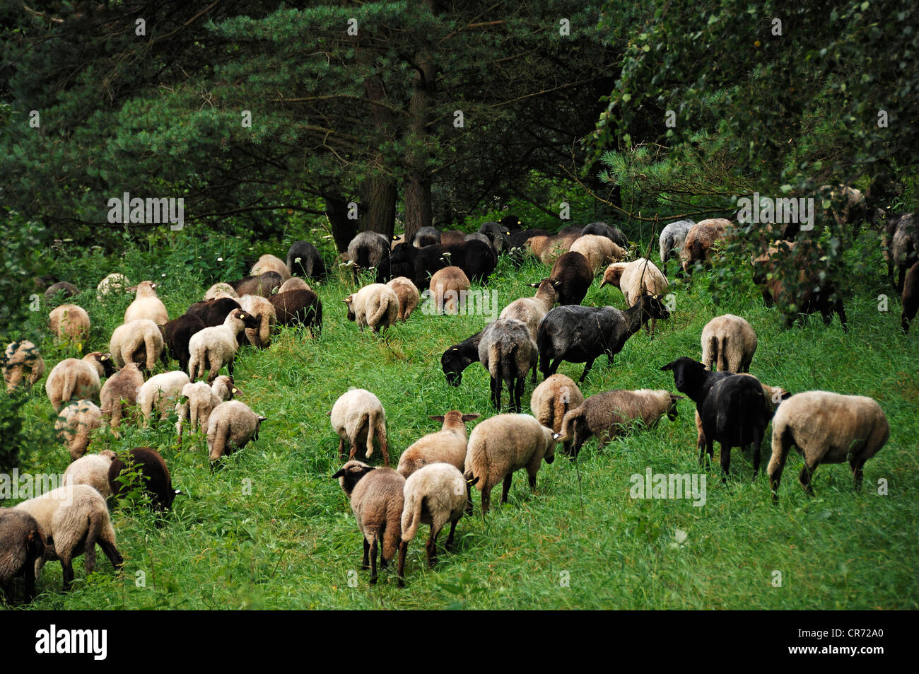 Pecore, un paesaggio razza di pascolare su aree di conservazione, Pinnow, Meclemburgo-Pomerania Occidentale, Germania, Europa Foto Stock